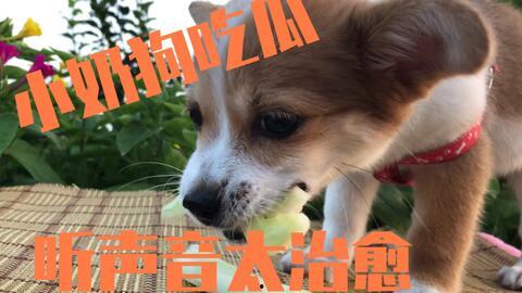 娱乐吃瓜酱送小狗视频下载,萌宠来袭，温馨瞬间尽收眼底