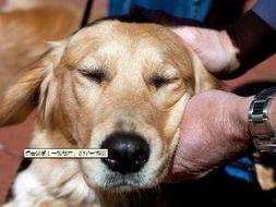 娱乐吃瓜酱精神抚慰犬,陪你度过欢乐时光的治愈伙伴