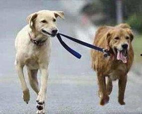 娱乐吃瓜酱遛狗小说下载,小说世界里的欢乐与温情